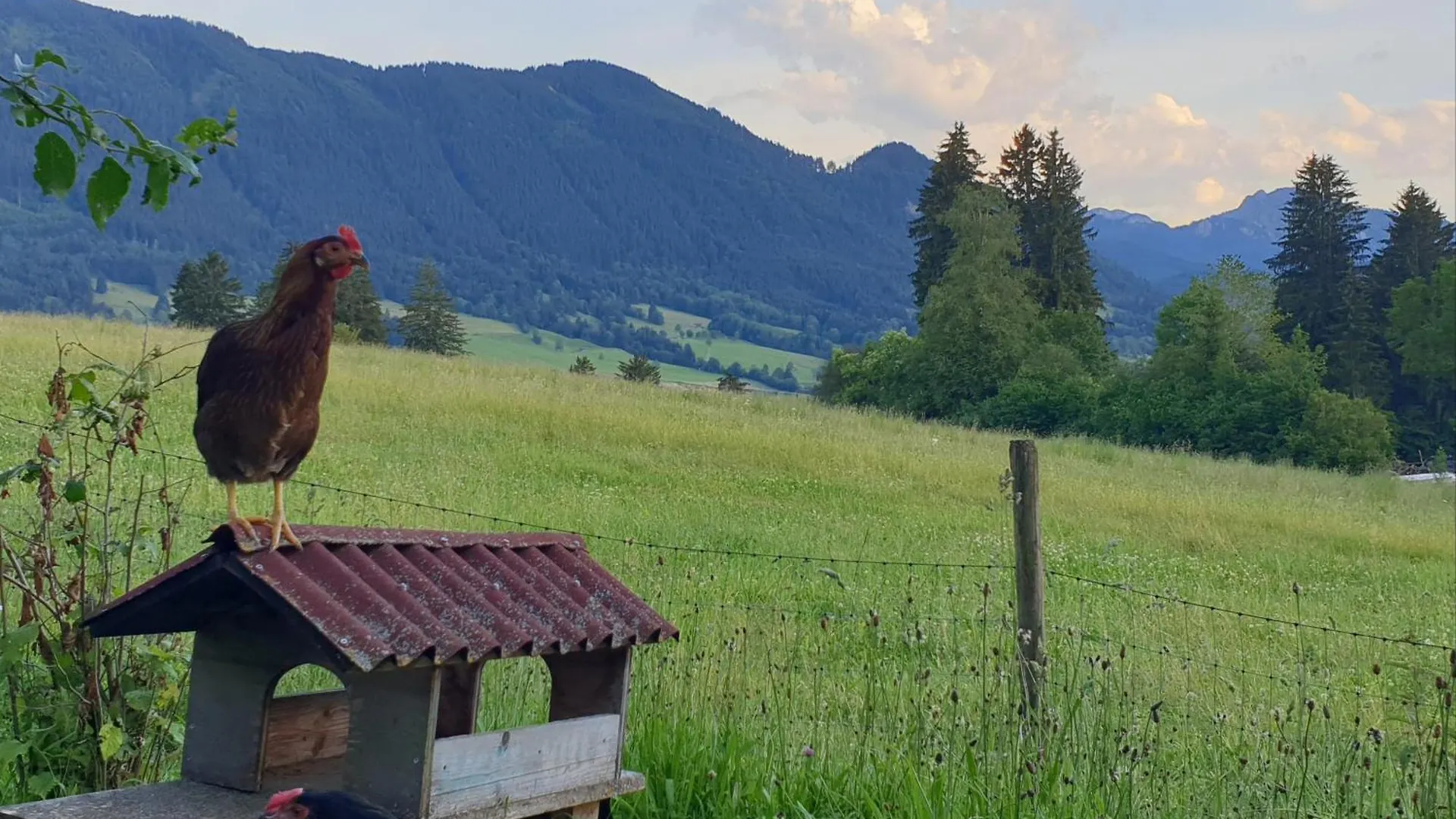 Ferienwohnung Sonnenblume Halblech Germany